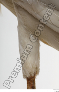 Stork  2 leg 0035.jpg